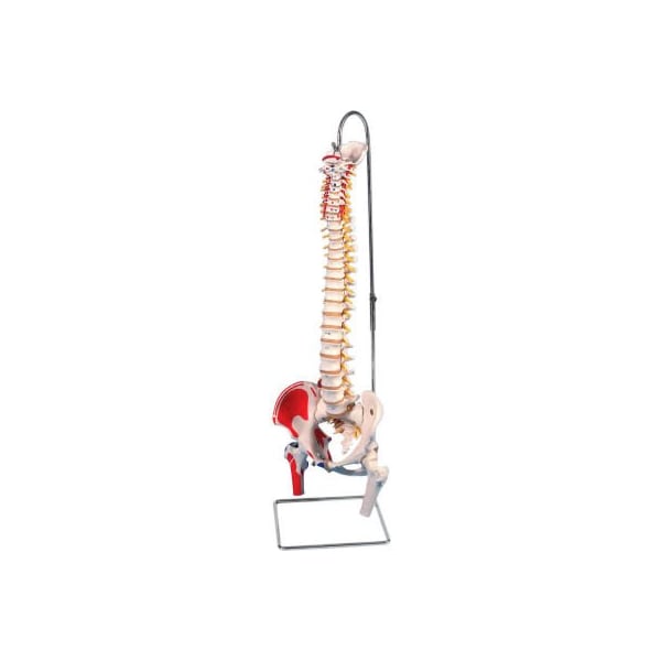 3B Anatomical Model - Flexible Spine, Classic, Femur Heads, Painted